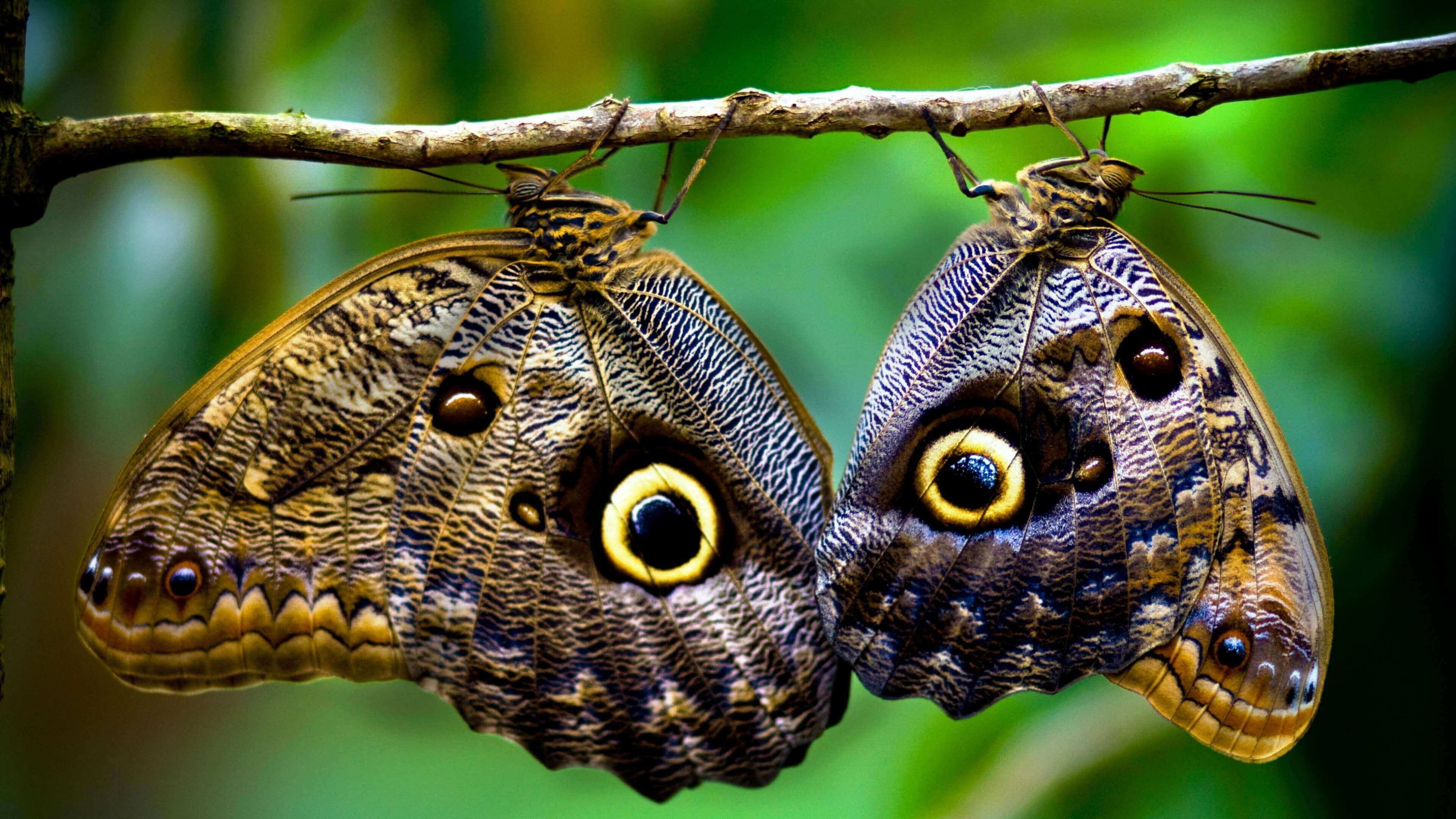 Two butterfly imitate eye